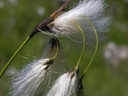 Image of cottongrass