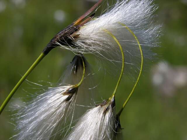 Imagem de Eriophorum