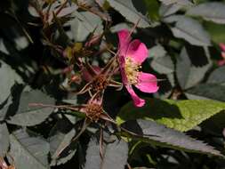 Plancia ëd Rosa glauca Pourret