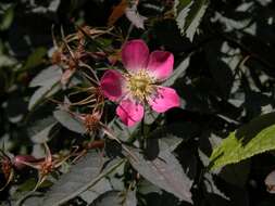 Image of Rosa glauca Pourret