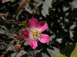 Image of Rosa glauca Pourret