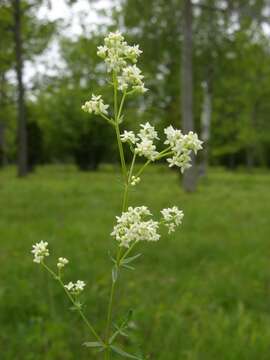 Image of bedstraw