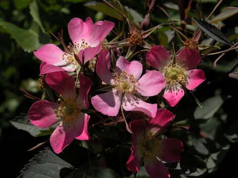 Plancia ëd Rosa glauca Pourret