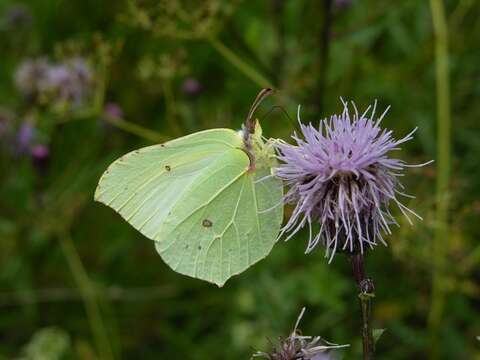 Imagem de Gonepteryx