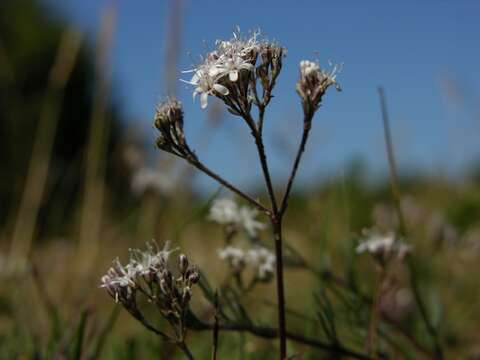 Image de Gypsophila