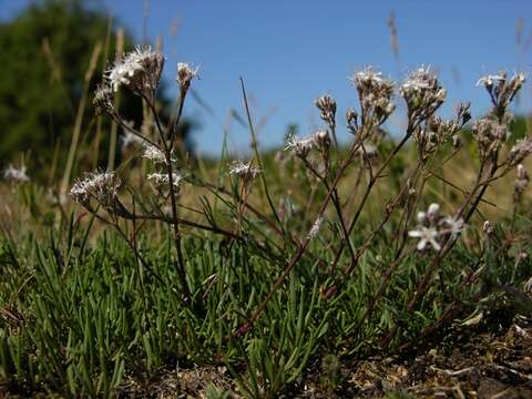 Image of Gypsophila