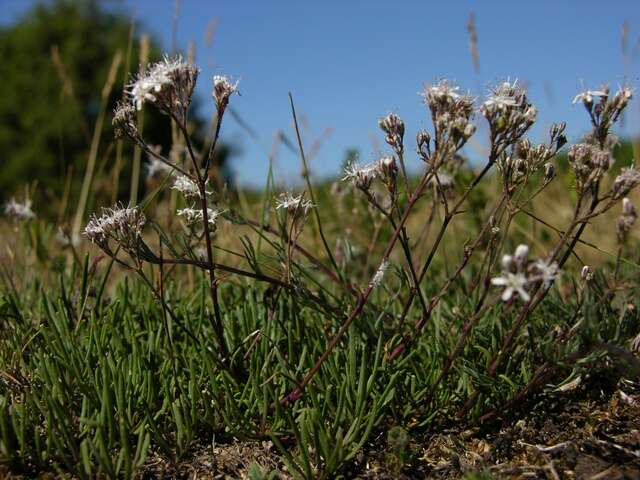 Image of Gypsophila