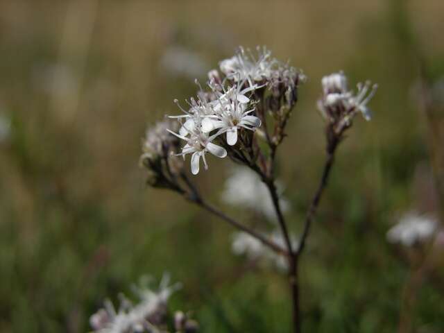 Image of Gypsophila