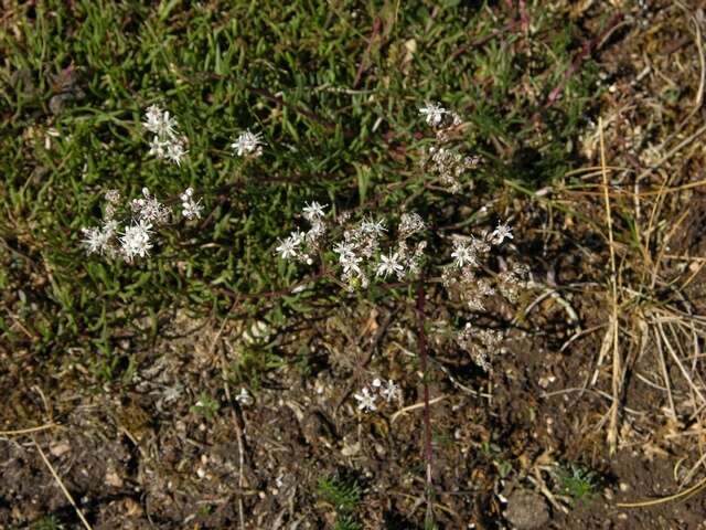 Image of Gypsophila