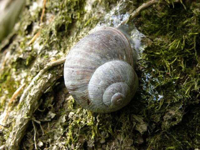 Image of Helix Linnaeus 1758