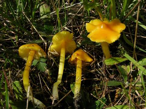 Imagem de Hygrocybe acutoconica (Clem.) Singer 1951