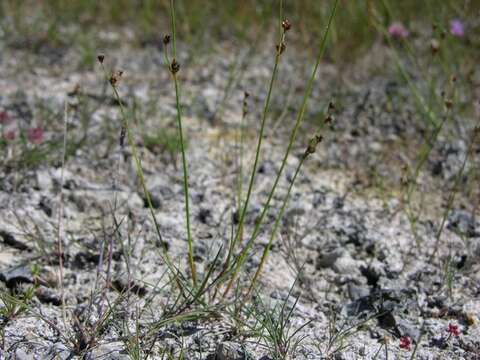 Imagem de Juncus alpinoarticulatus Chaix