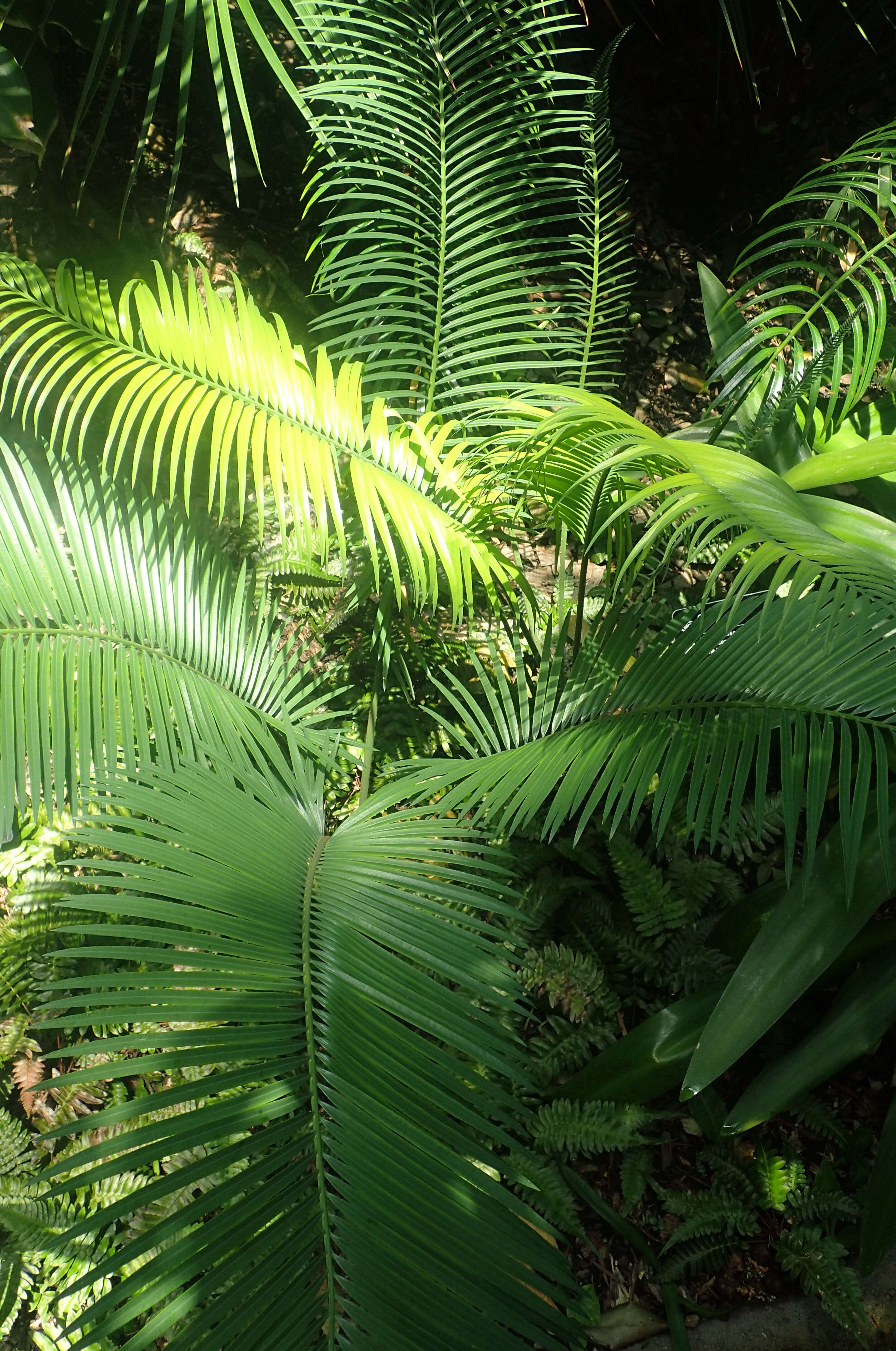 Image of Cycad