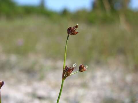 Imagem de Juncus alpinoarticulatus Chaix