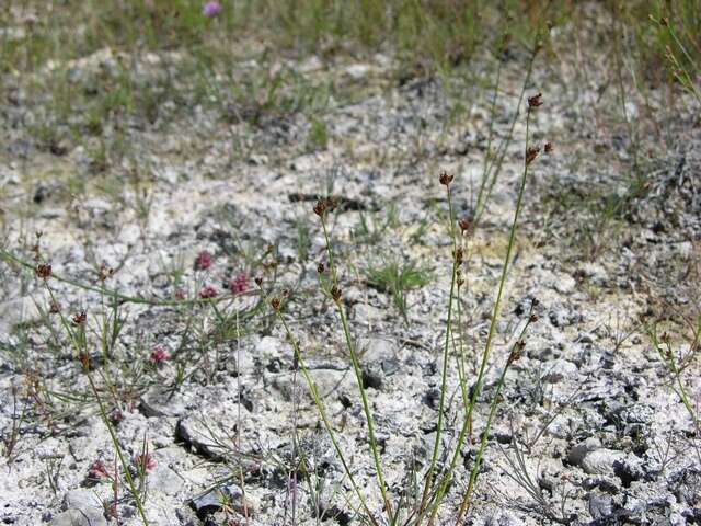 Imagem de Juncus alpinoarticulatus Chaix