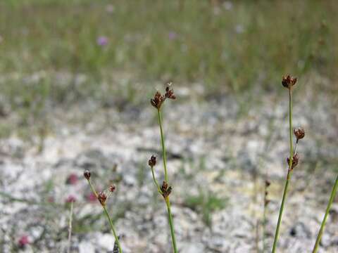 Imagem de Juncus alpinoarticulatus Chaix