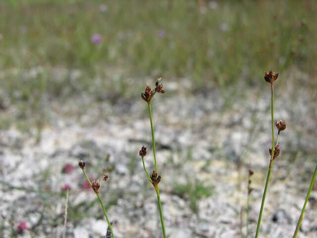 Слика од Juncus alpinoarticulatus Chaix