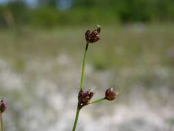 Imagem de Juncus alpinoarticulatus Chaix