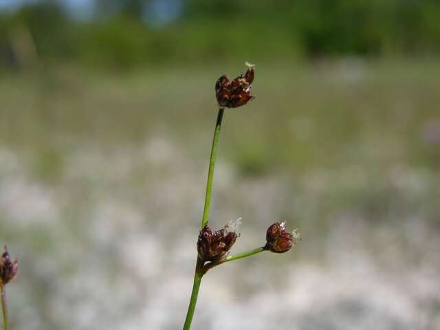 Juncus alpinoarticulatus Chaix的圖片