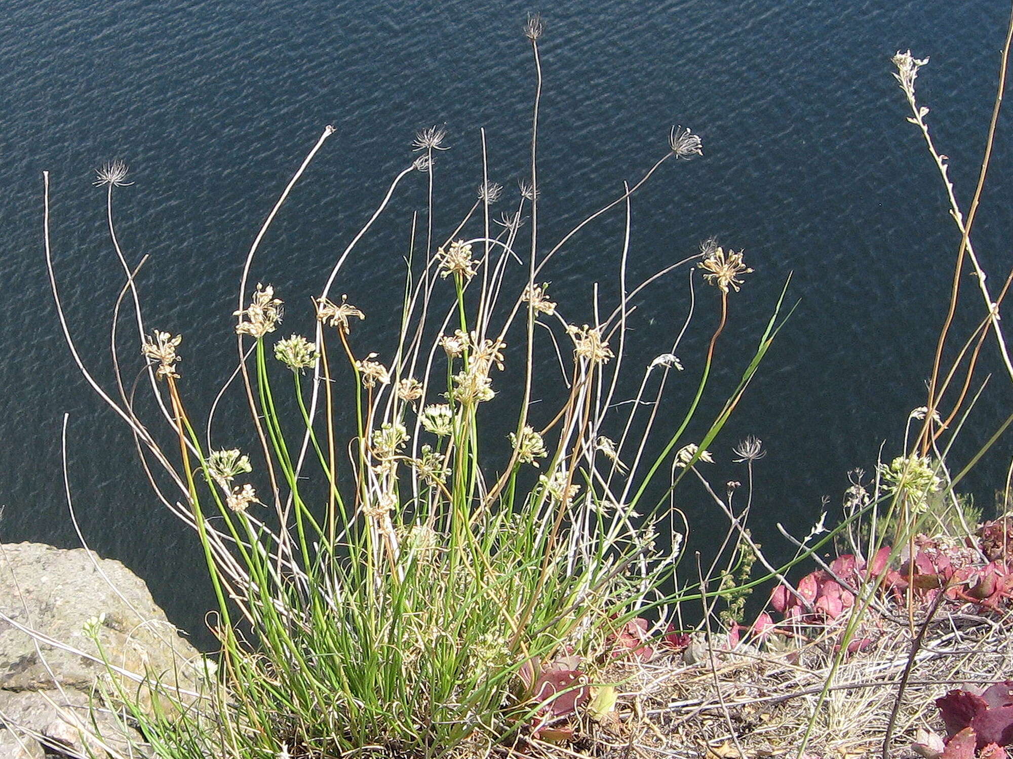 Image of Allium flavescens Besser