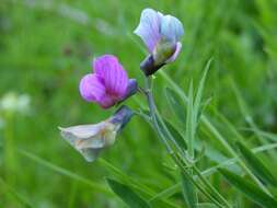 Lathyrus linifolius (Reichard) Bassler resmi