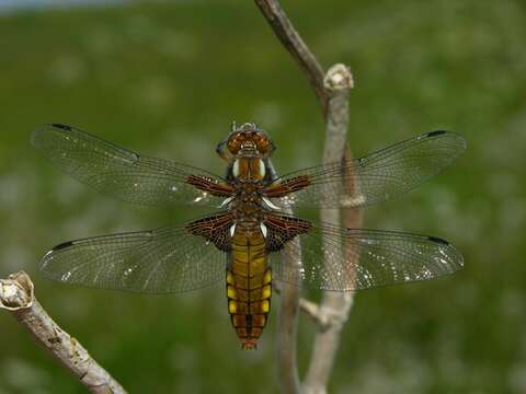 Image of Libellula Linnaeus 1758