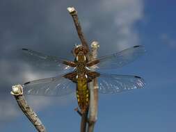 Image of Libellula Linnaeus 1758