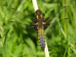 Image of Libellula Linnaeus 1758