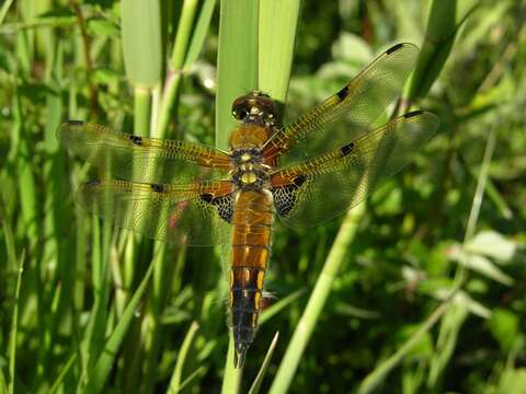 Image of Libellula Linnaeus 1758