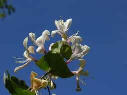 Image of honeysuckle