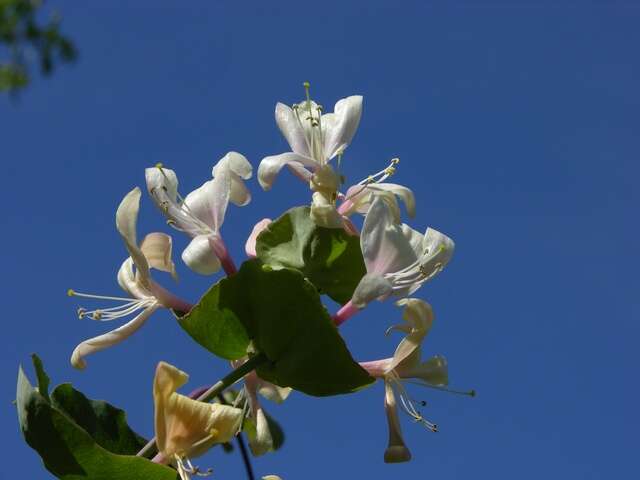 Image of honeysuckle