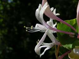 Image of honeysuckle