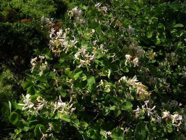 Image of honeysuckle