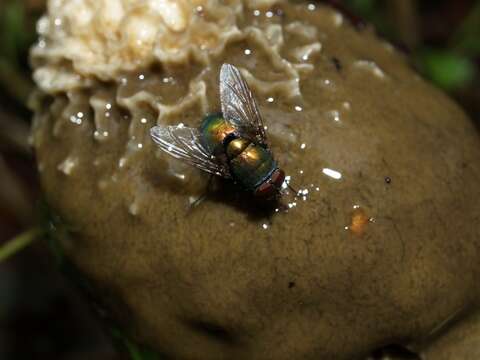 Image of blow flies