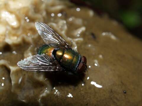 Image of blow flies