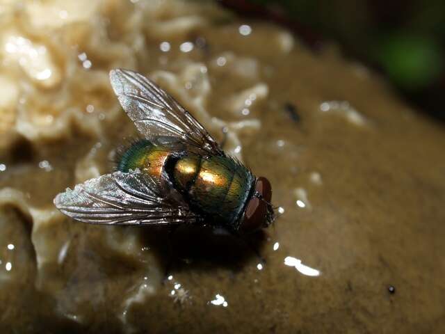 Image of blow flies