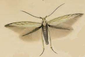 Sivun Coleophora ornatipennella Hübner 1796 kuva