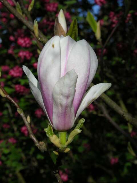 Image of <i>Magnolia soulangiana</i>