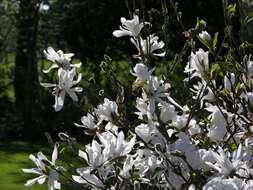 Image of magnolia