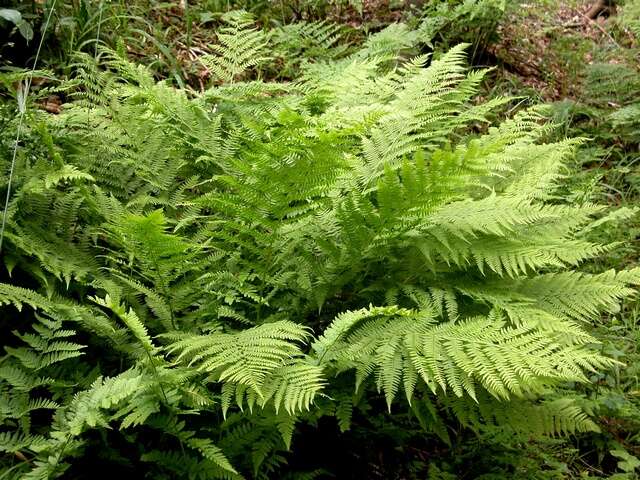 Image of <i>Athyrium filix-femina</i>