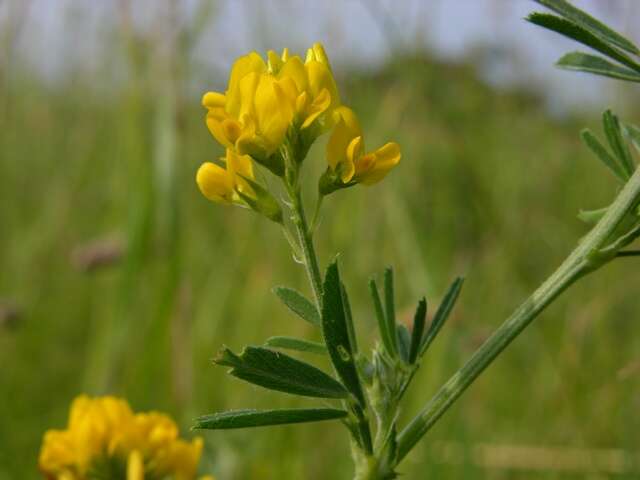 Image of Sickle Medick