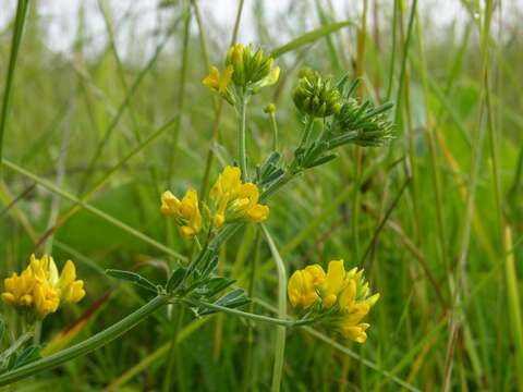 Plancia ëd Medicago falcata L.