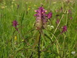 Image of Crested Cow-wheat