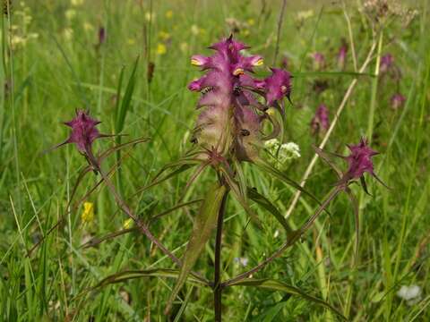 Слика од Melampyrum cristatum L.