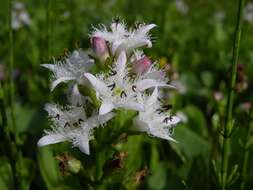 Image of bogbean