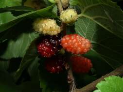 Image of mulberry