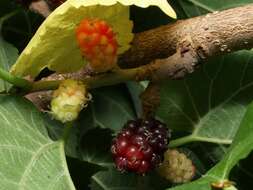 Image of mulberry