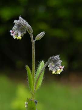 Image of forget-me-not