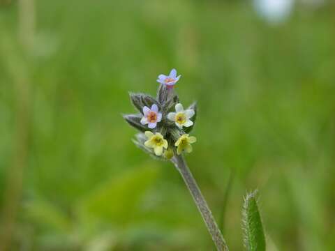 Image of forget-me-not