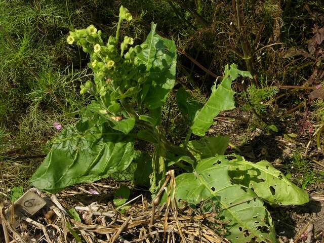 Image of tobacco